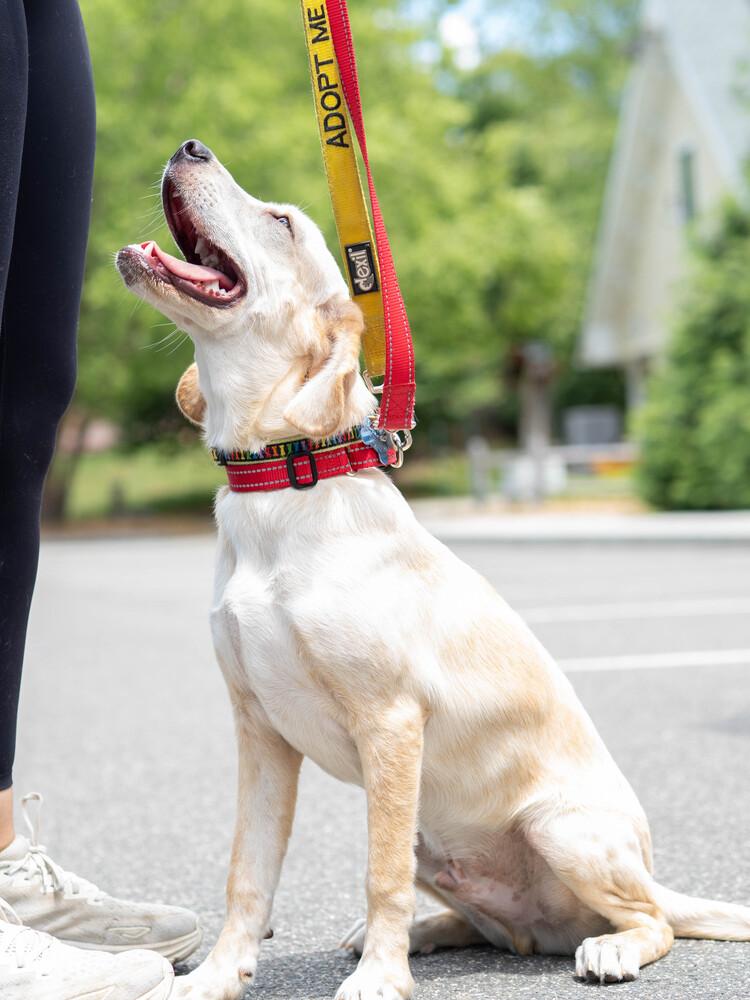 AAD New Arrival! Hopper - 26115, a Adoptable mixed breed in Armonk, NY image 4/6