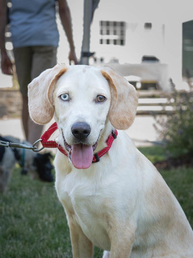 AAD New Arrival! Hopper - 26115, a Adoptable mixed breed in Armonk, NY image 5/6