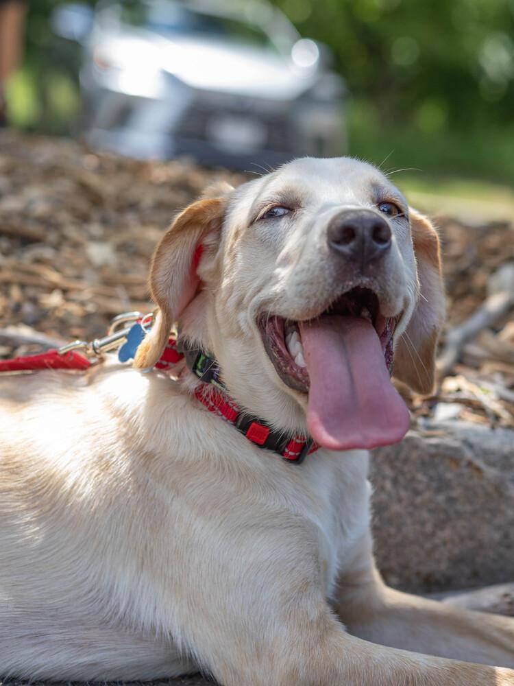 AAD New Arrival! Hopper - 26115, a Adoptable mixed breed in Armonk, NY image 6/6