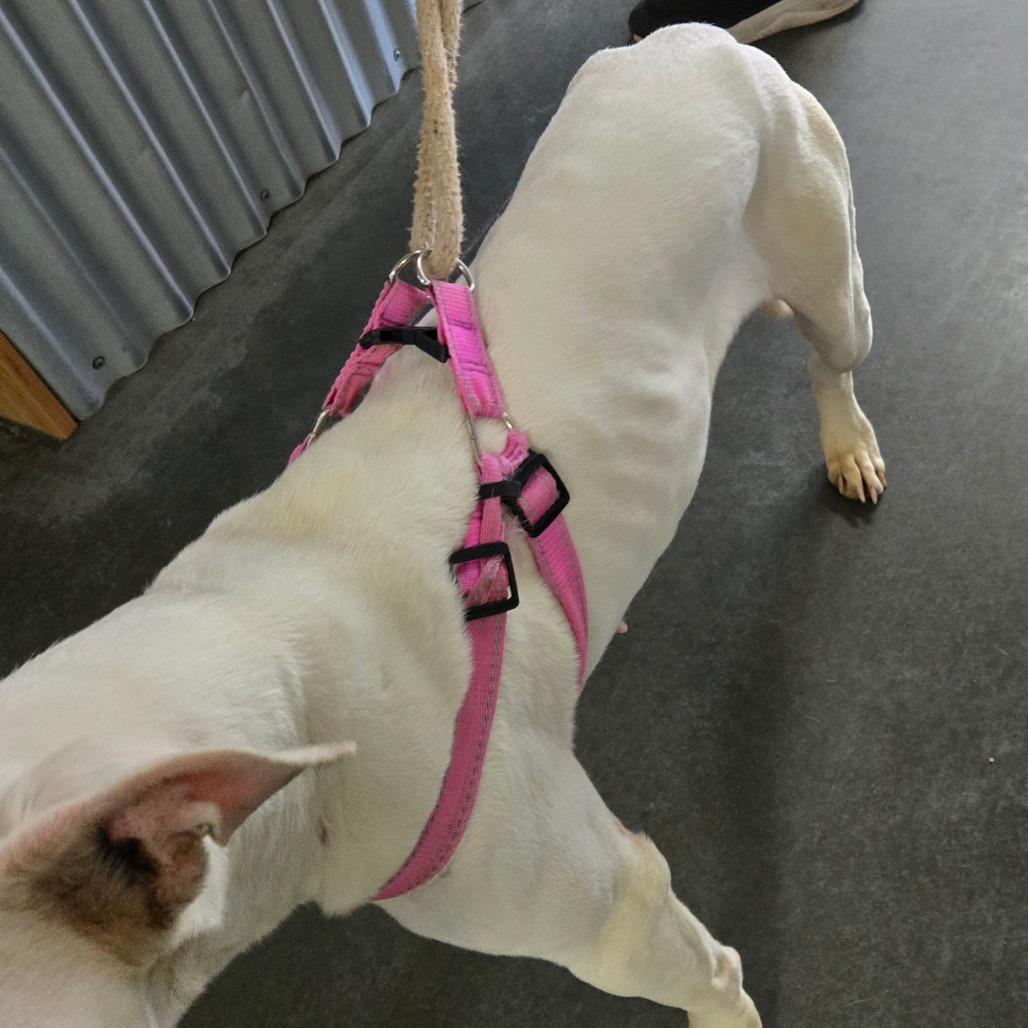 Enlarge Zora, a Adoptable Pit Bull Terrier in Idaho Falls, ID image 1/6