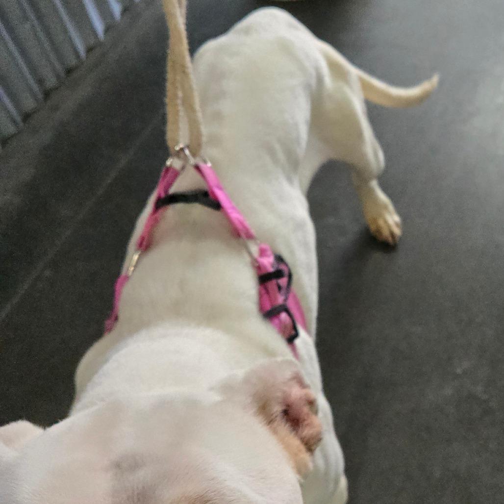 Enlarge Zora, a Adoptable Pit Bull Terrier in Idaho Falls, ID image 2/6