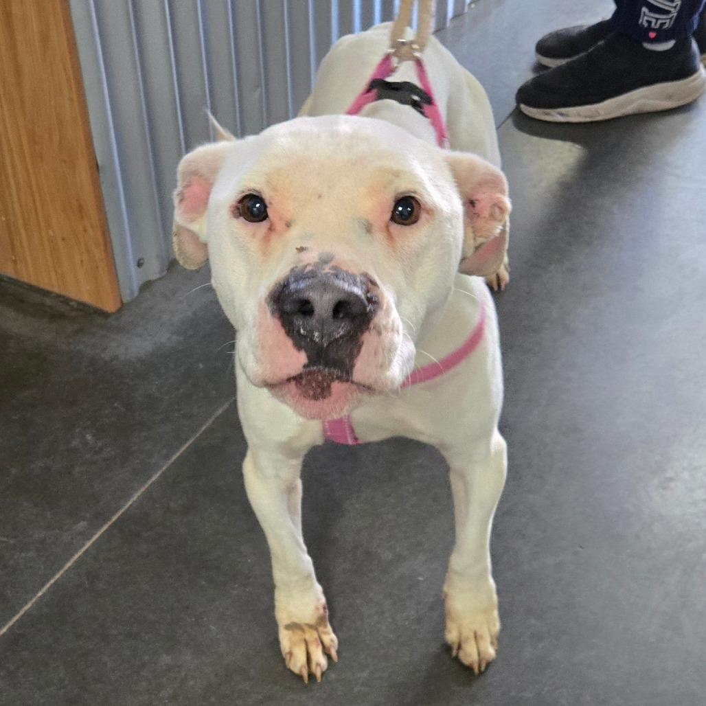 Zora, Adoptable, Adult Female Pit Bull Terrier.