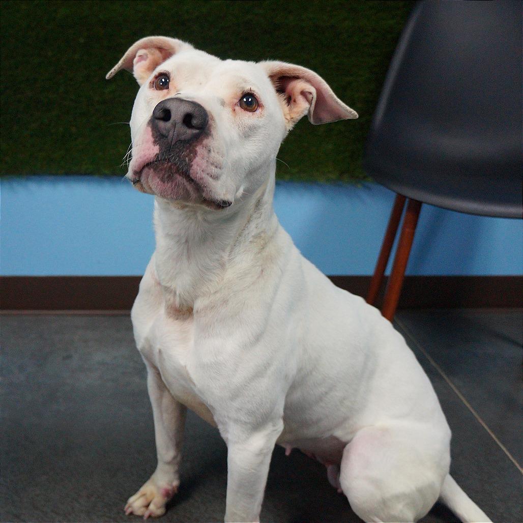 Enlarge Zora, a Adoptable Pit Bull Terrier in Idaho Falls, ID image 4/6