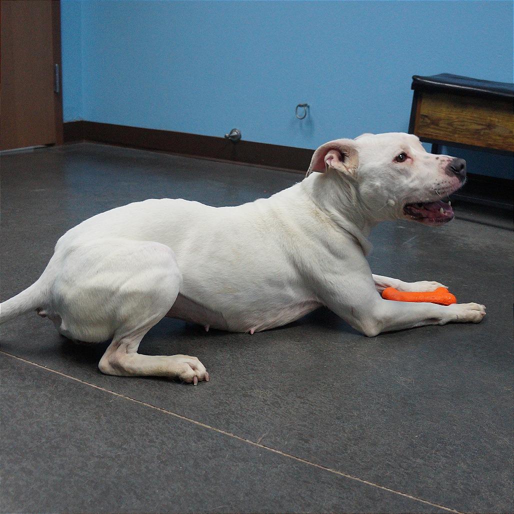 Enlarge Zora, a Adoptable Pit Bull Terrier in Idaho Falls, ID image 5/6