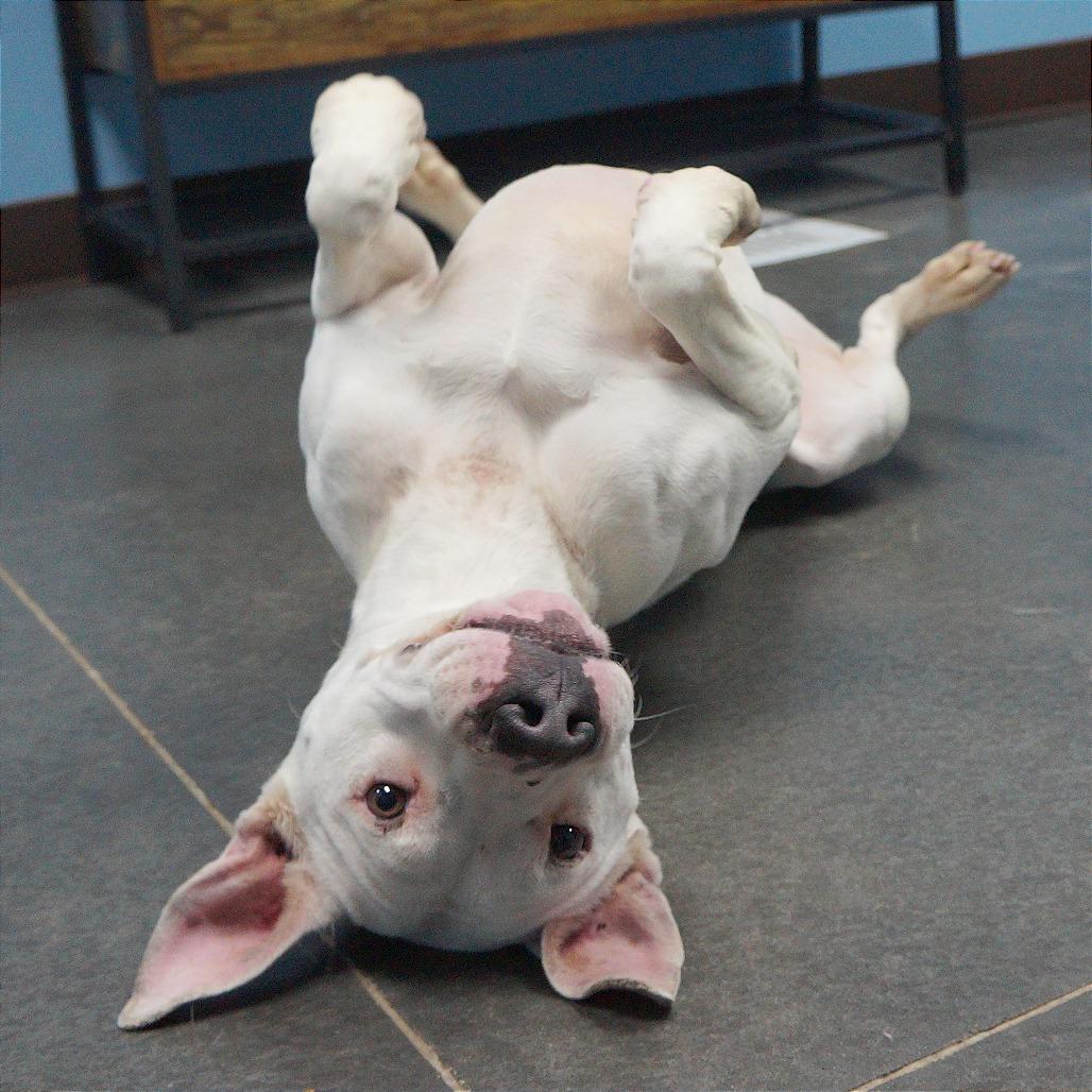 Enlarge Zora, a Adoptable Pit Bull Terrier in Idaho Falls, ID image 6/6