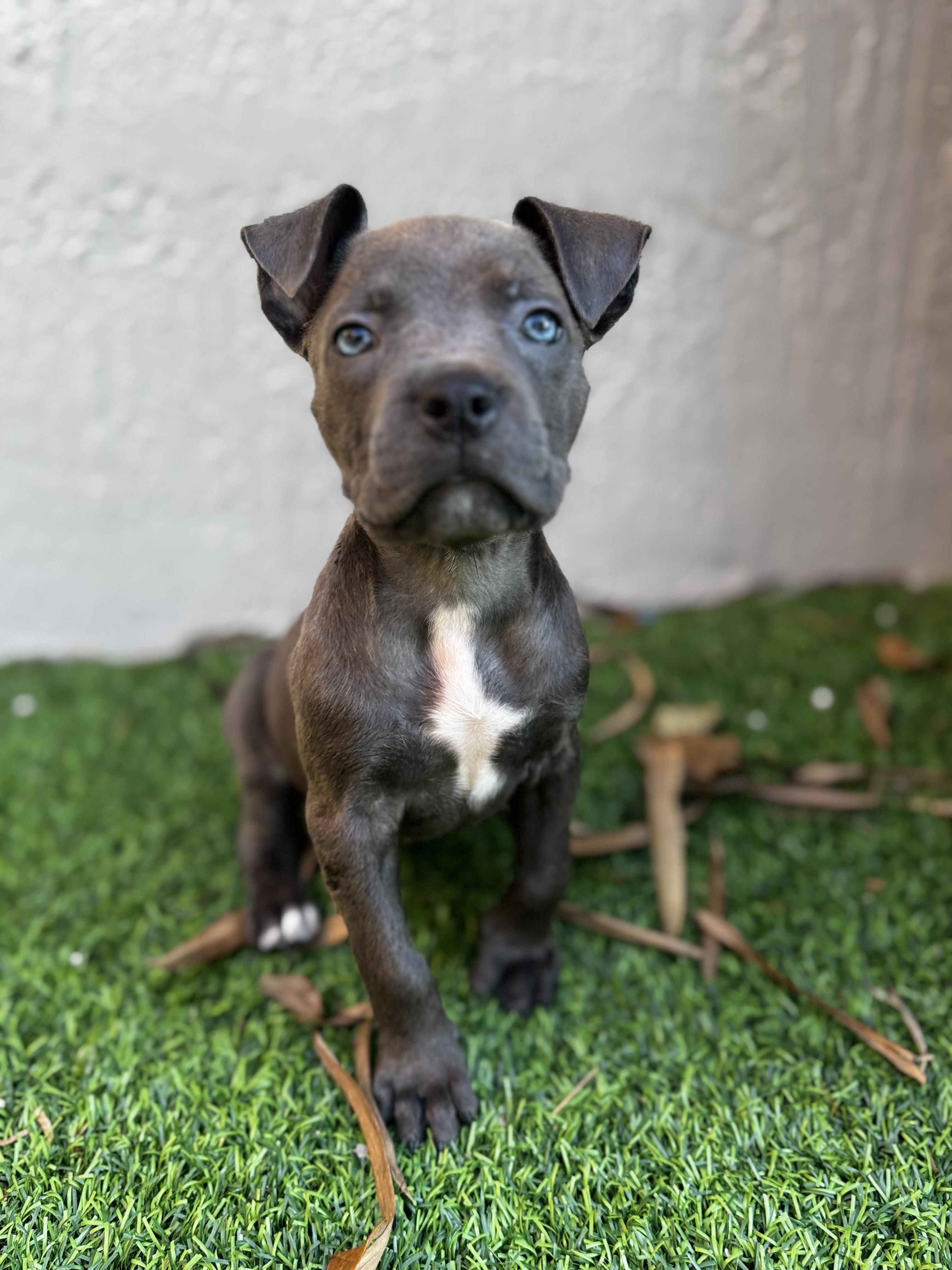 Enlarge River, a ADOPTABLE Pit Bull Terrier in Miramar, FL image 5/6