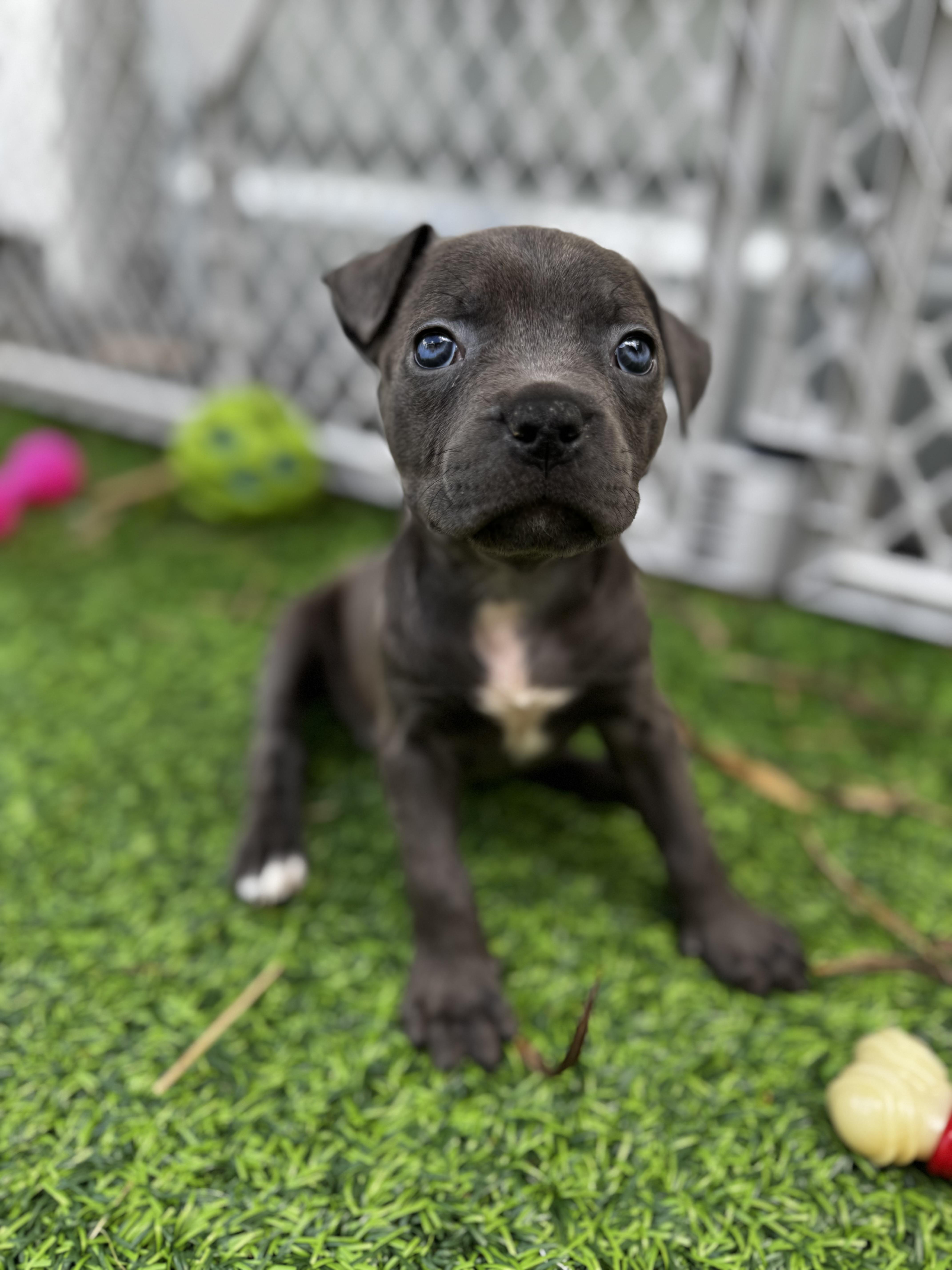 Enlarge River, a ADOPTABLE Pit Bull Terrier in Miramar, FL image 3/6