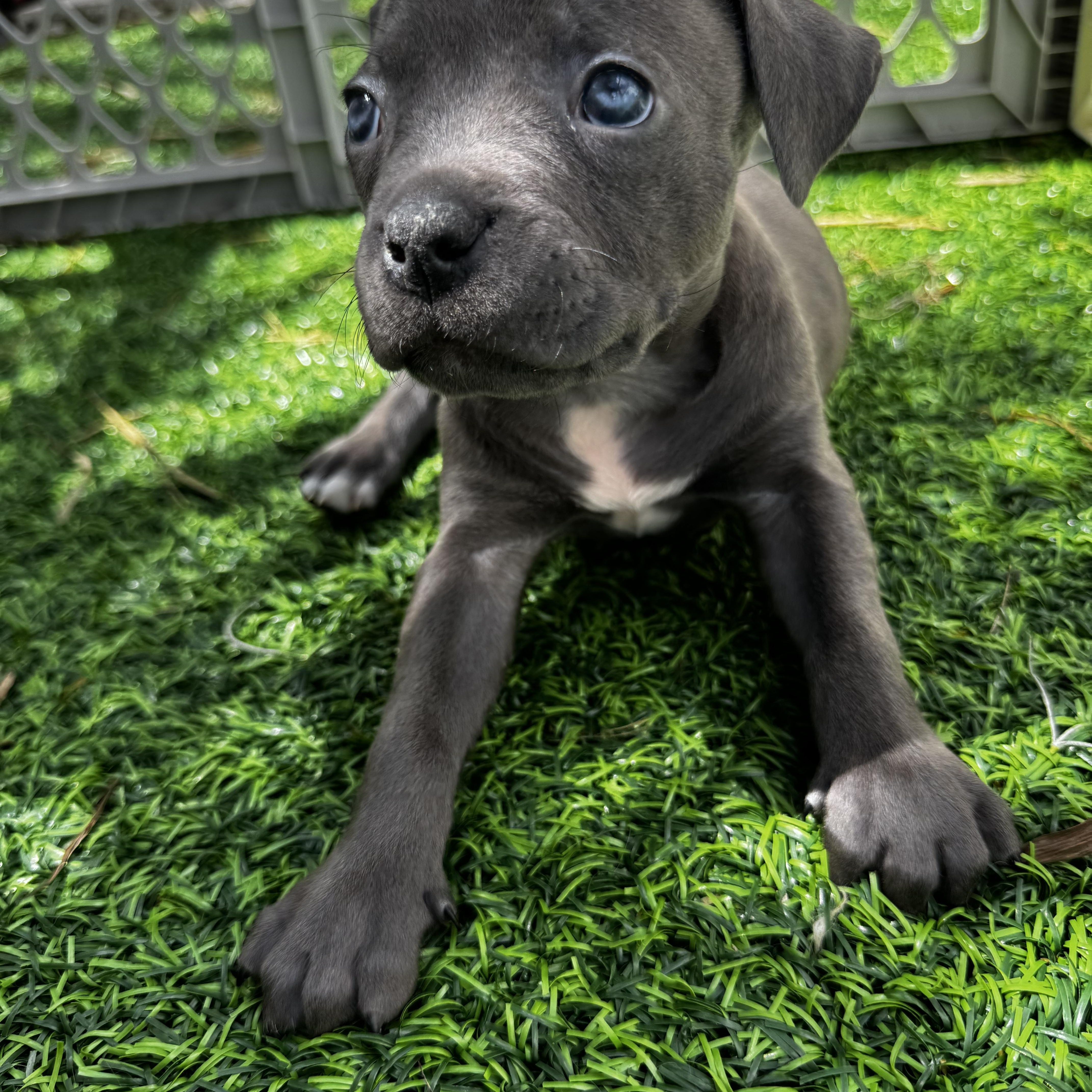 River, ADOPTABLE, Puppy Female Pit Bull Terrier.