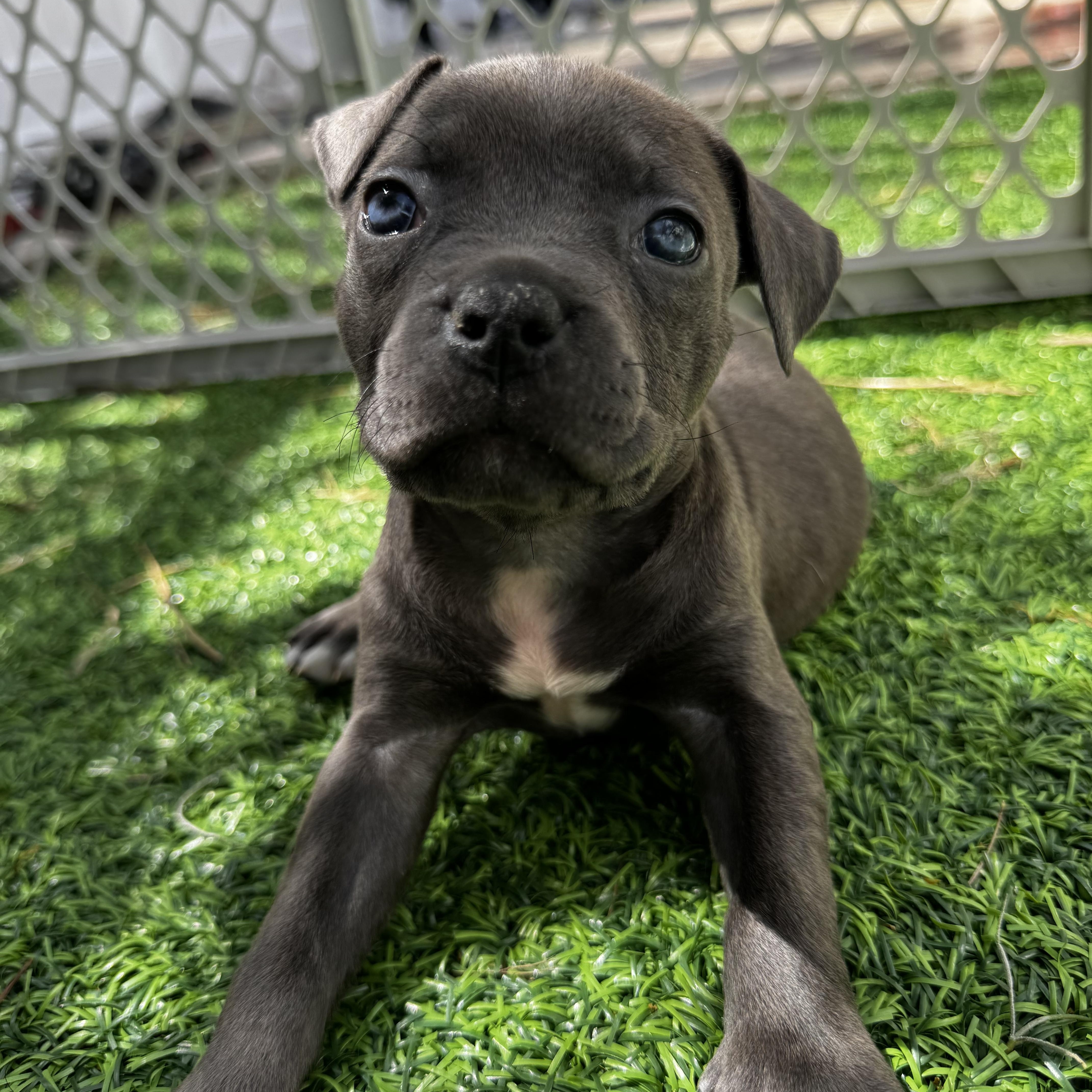 Enlarge River, a ADOPTABLE Pit Bull Terrier in Miramar, FL image 2/6