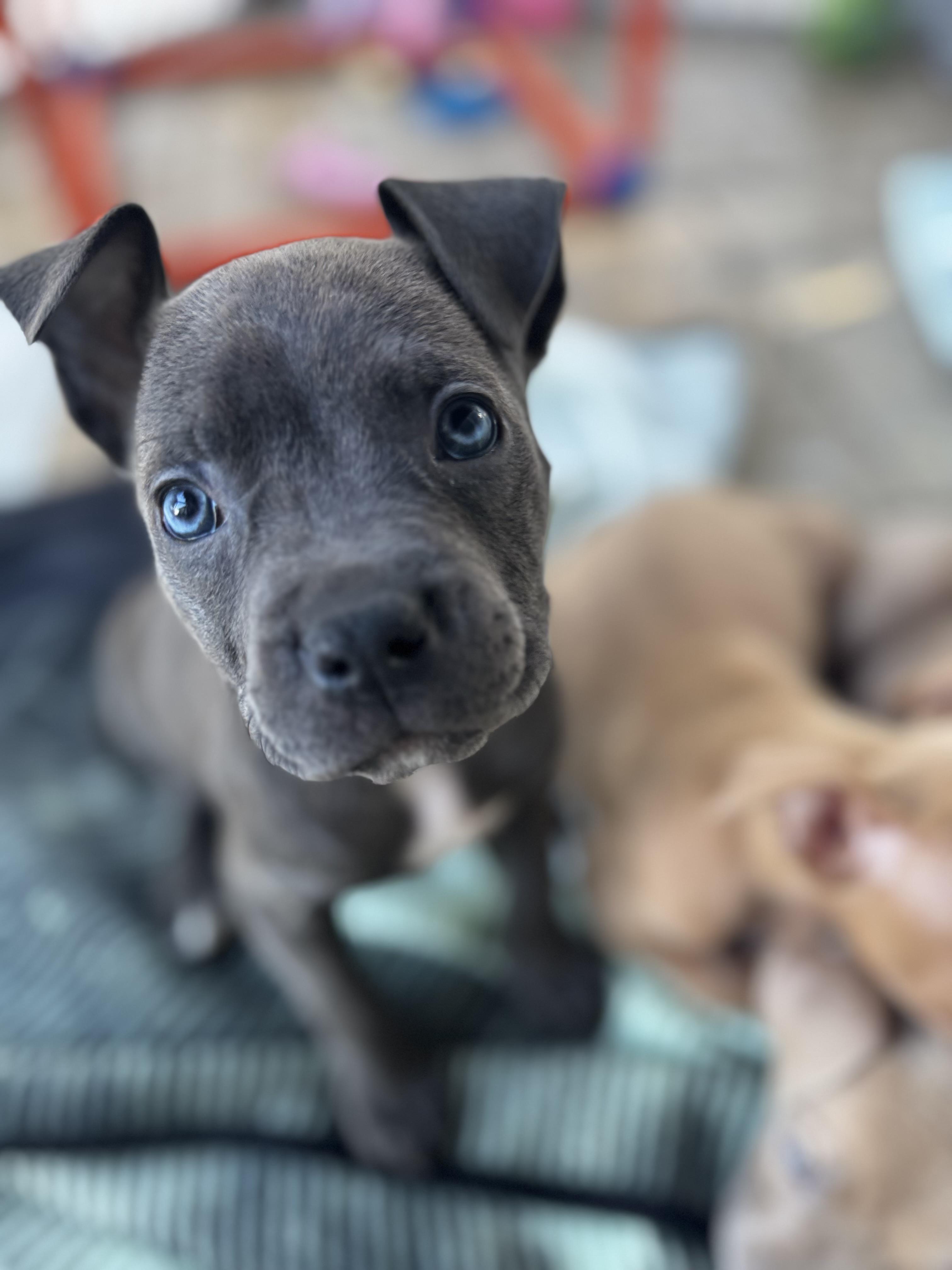 Enlarge River, a ADOPTABLE Pit Bull Terrier in Miramar, FL image 4/6