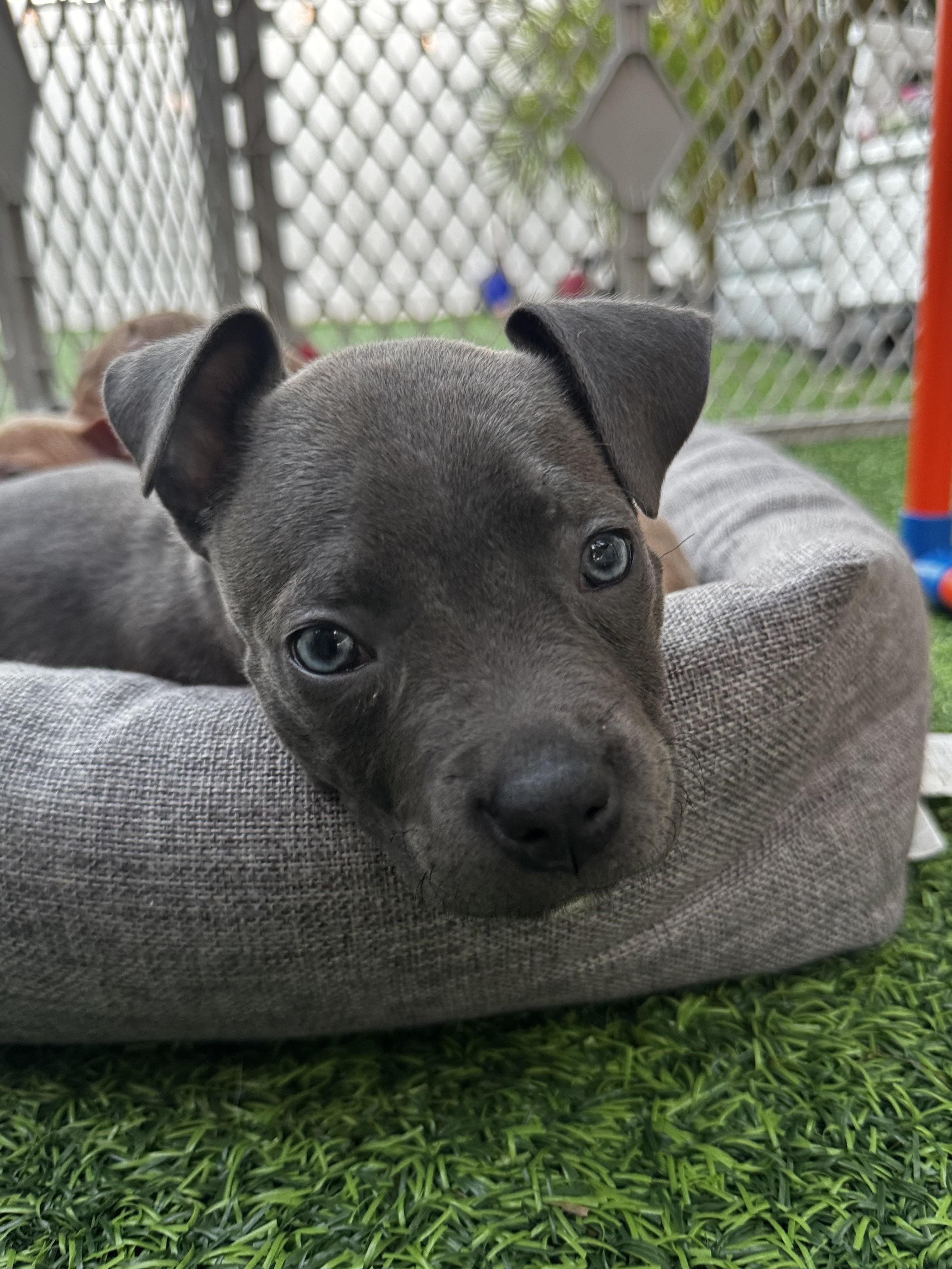Enlarge River, a ADOPTABLE Pit Bull Terrier in Miramar, FL image 6/6