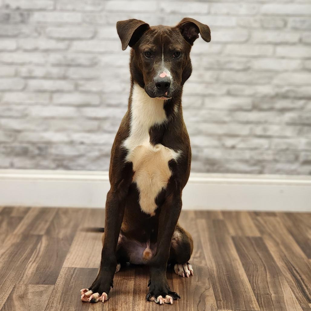 Enlarge Chewie, a Adoptable mixed breed in Montgomery, AL image 1/3