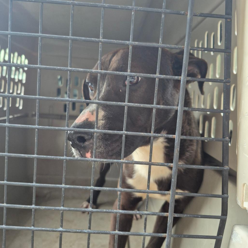 Enlarge Chewie, a Adoptable mixed breed in Montgomery, AL image 2/3