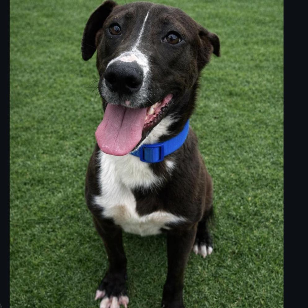 Enlarge Chewie, a Adoptable mixed breed in Montgomery, AL image 3/3