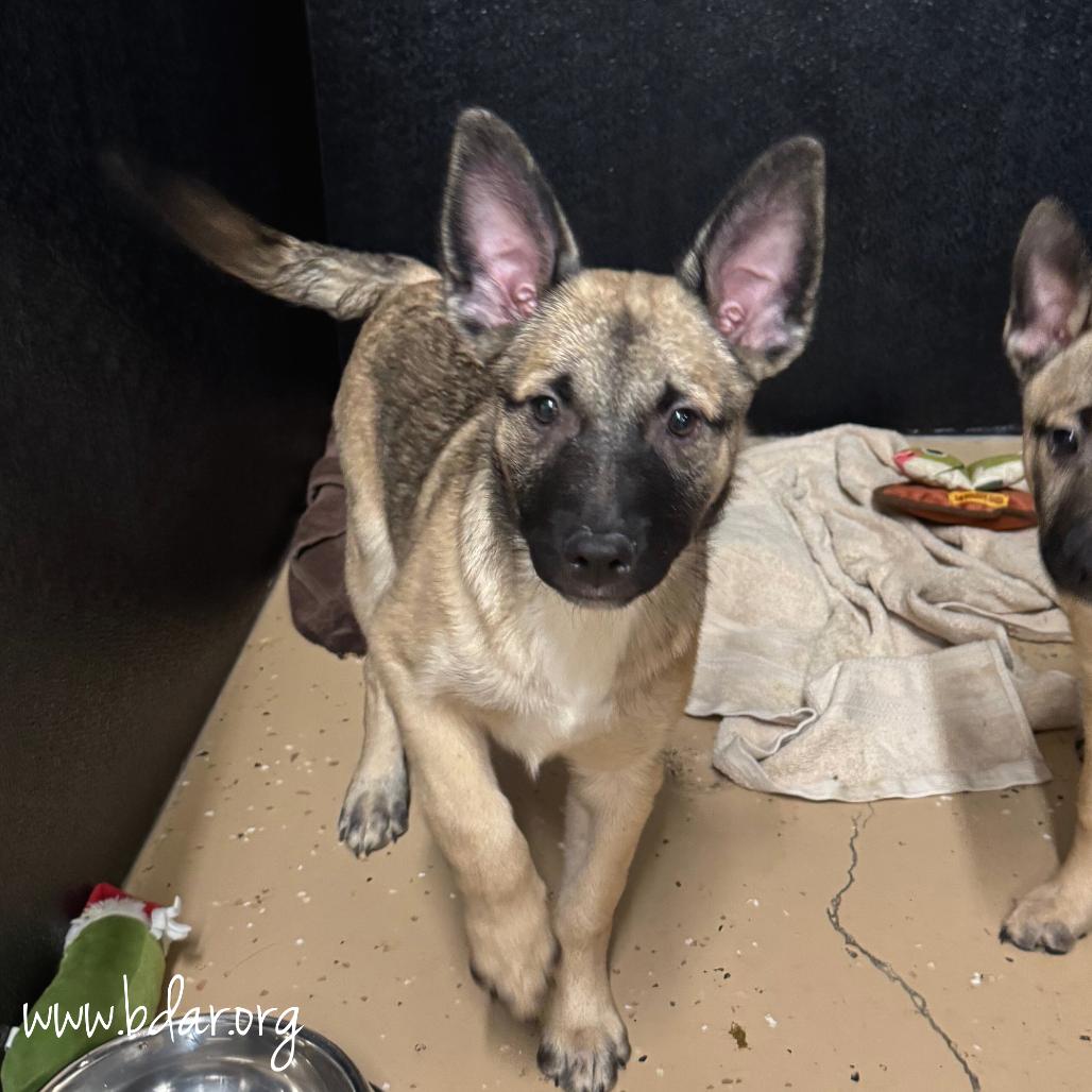 Enlarge Mateo, a Adoptable mixed breed in Cheyenne, WY image 1/2