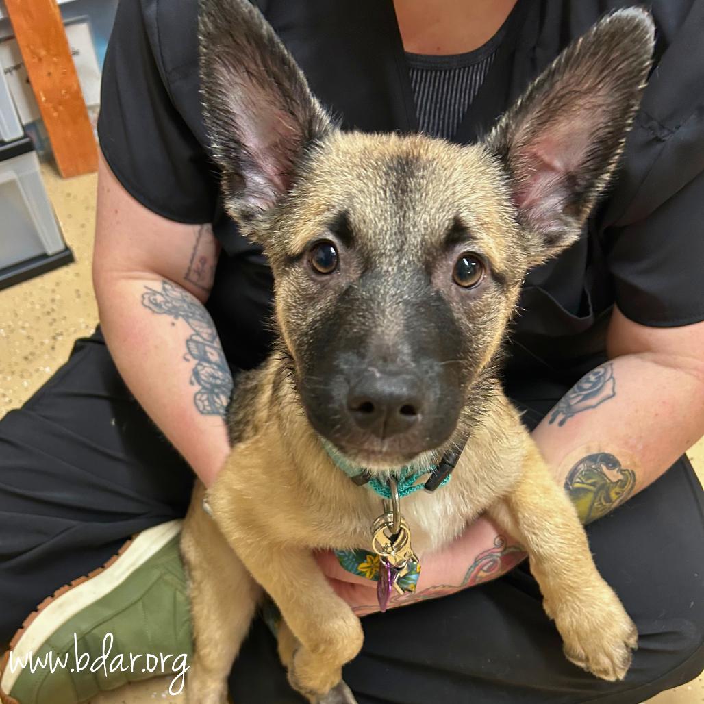 Enlarge Mateo, a Adoptable mixed breed in Cheyenne, WY image 2/2