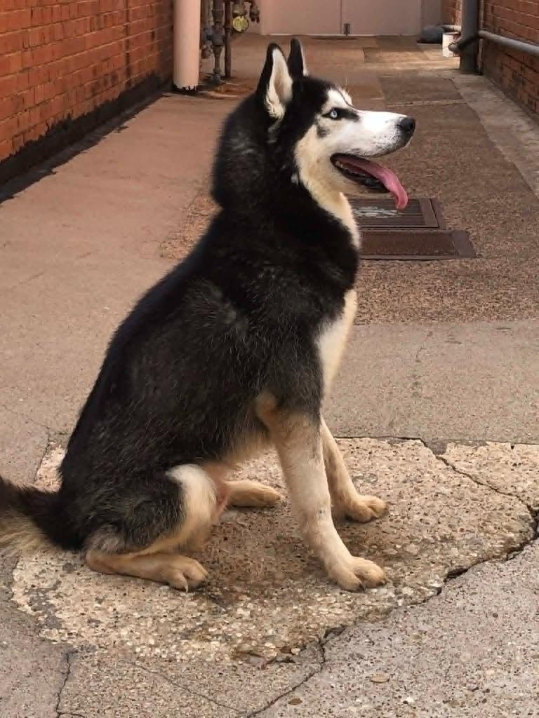 Cooper, a Adoptable Husky in Kemp, TX image 1/6