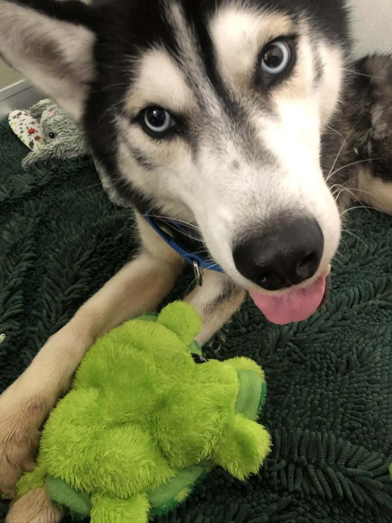 Cooper, a Adoptable Husky in Kemp, TX image 2/6