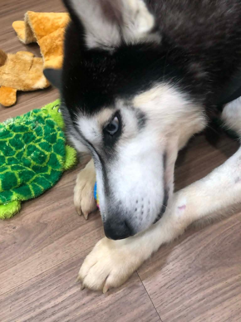 Cooper, a Adoptable Husky in Kemp, TX image 3/6