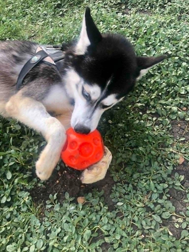 Cooper, a Adoptable Husky in Kemp, TX image 4/6