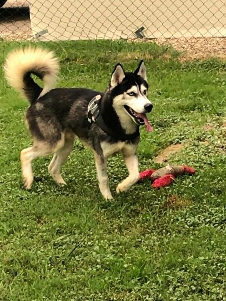 Cooper, a Adoptable Husky in Kemp, TX image 5/6