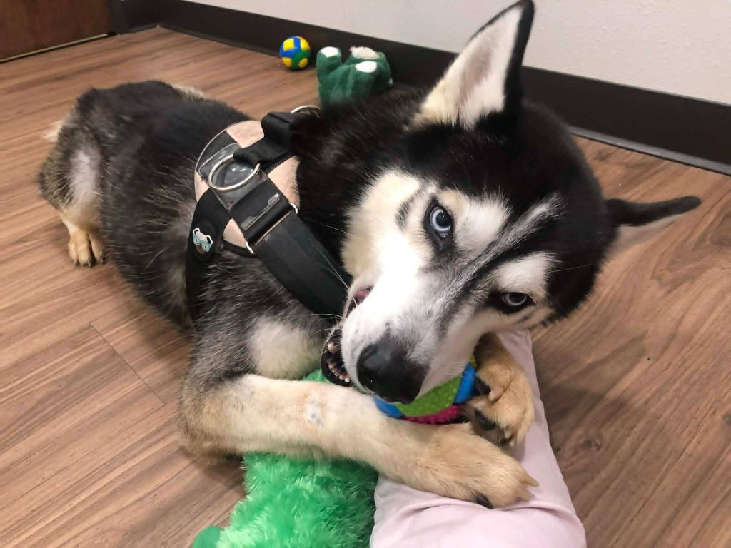 Cooper, a Adoptable Husky in Kemp, TX image 6/6
