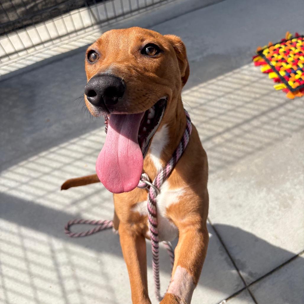 Xbox, Adoptable, Young Male Catahoula Leopard Dog & Hound.