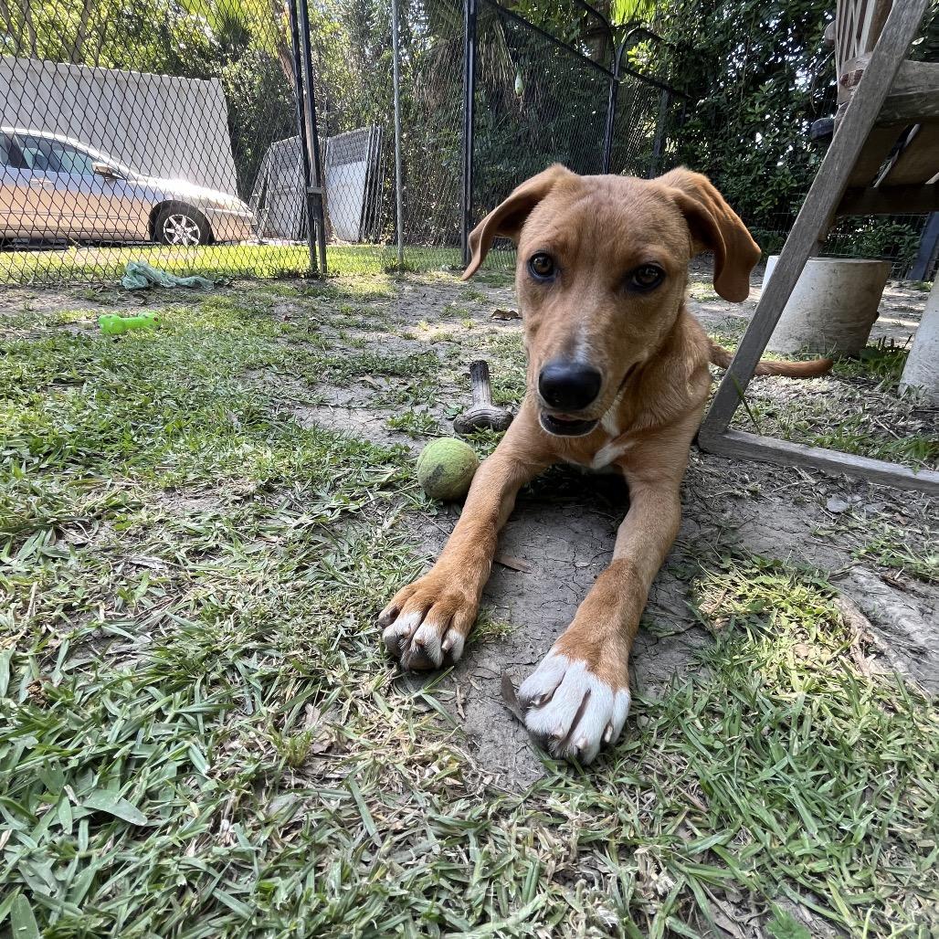 Enlarge Xbox, a Adoptable mixed breed in Long Beach, CA image 2/4