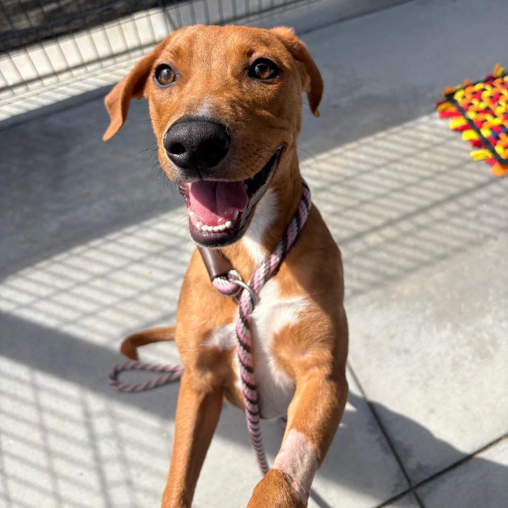 Enlarge Xbox, a Adoptable mixed breed in Long Beach, CA image 3/4