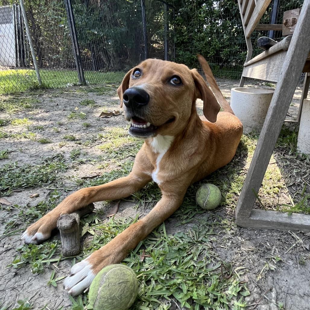 Enlarge Xbox, a Adoptable mixed breed in Long Beach, CA image 4/4