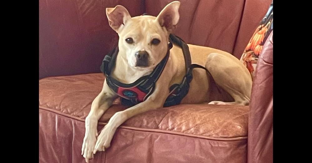 Enlarge Rosie, a Adoptable Chihuahua in New Braunfels, TX image 1/2