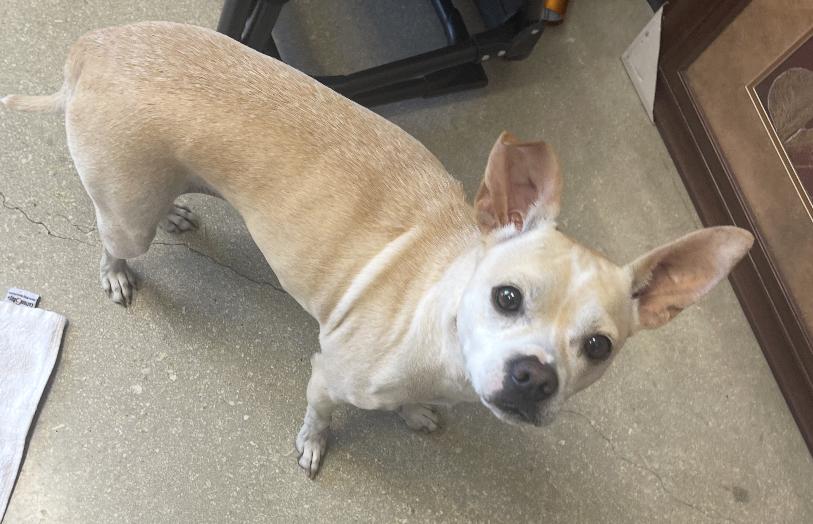 Enlarge Rosie, a Adoptable Chihuahua in New Braunfels, TX image 2/2
