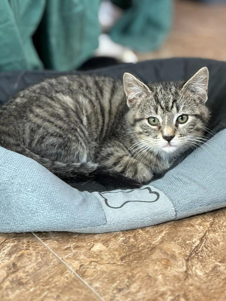 Izzy, Adoptable, Kitten Male Domestic Short Hair.