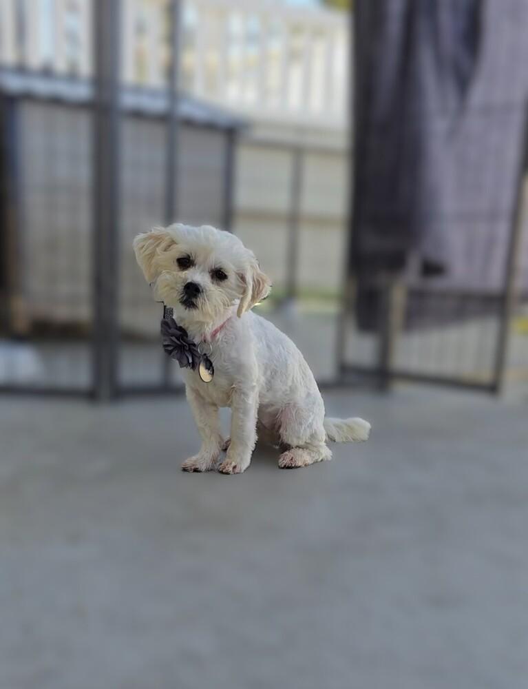 Parfait, a Adoptable mixed breed in Pacifica, CA image 1/2