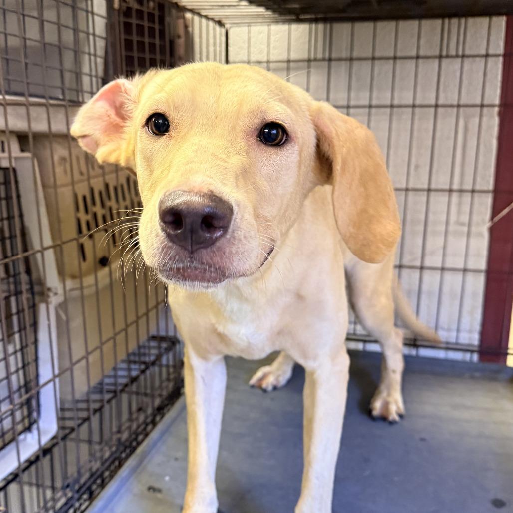 Zelda, Adoptable, Young Female Labrador Retriever.
