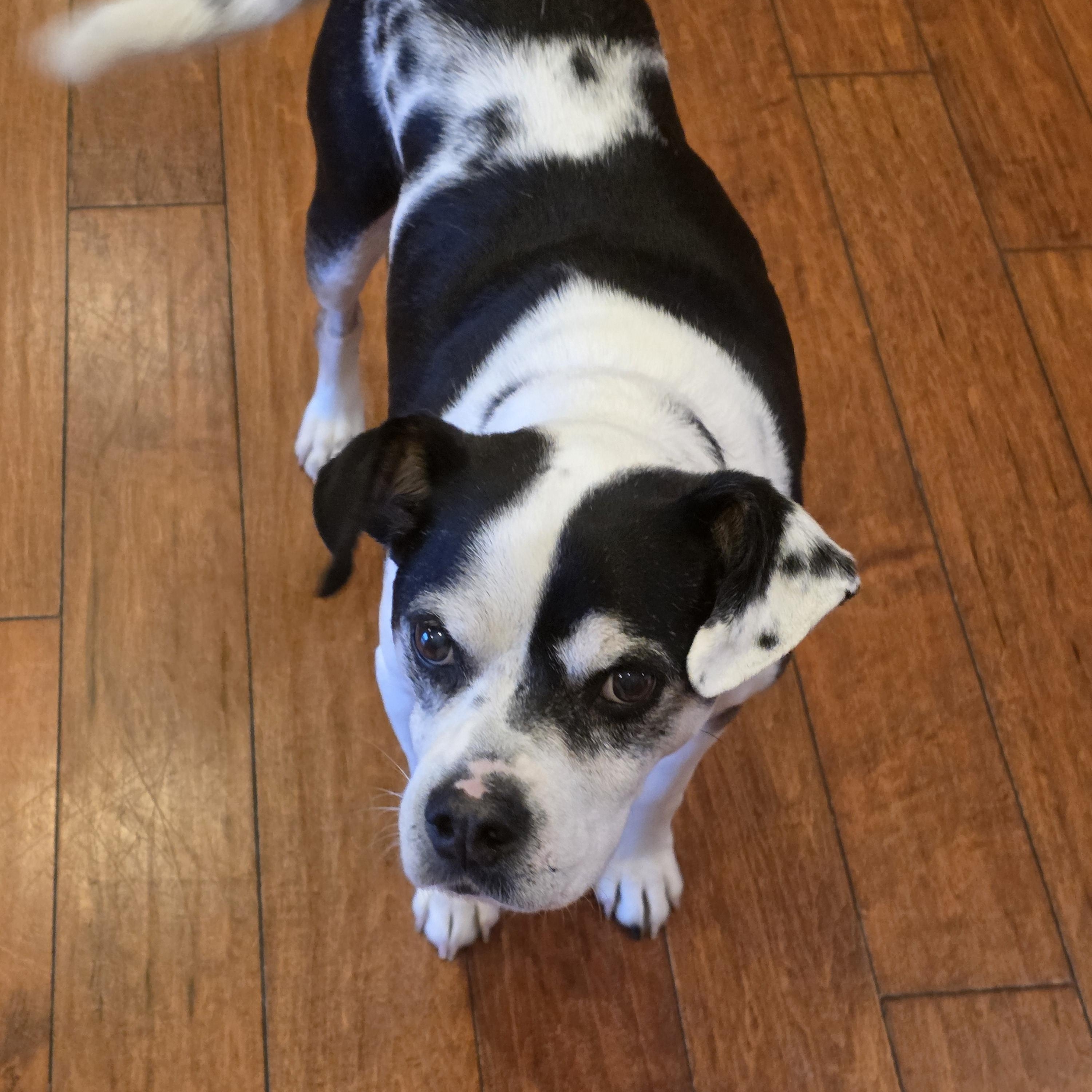 Mabel, a ADOPTABLE mixed breed in Lisbon, IA image 2/6