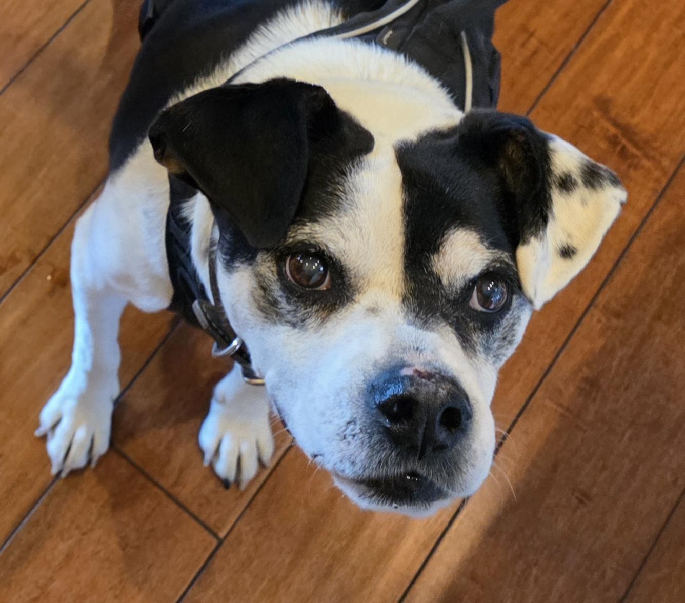 Mabel, a ADOPTABLE mixed breed in Lisbon, IA image 4/6