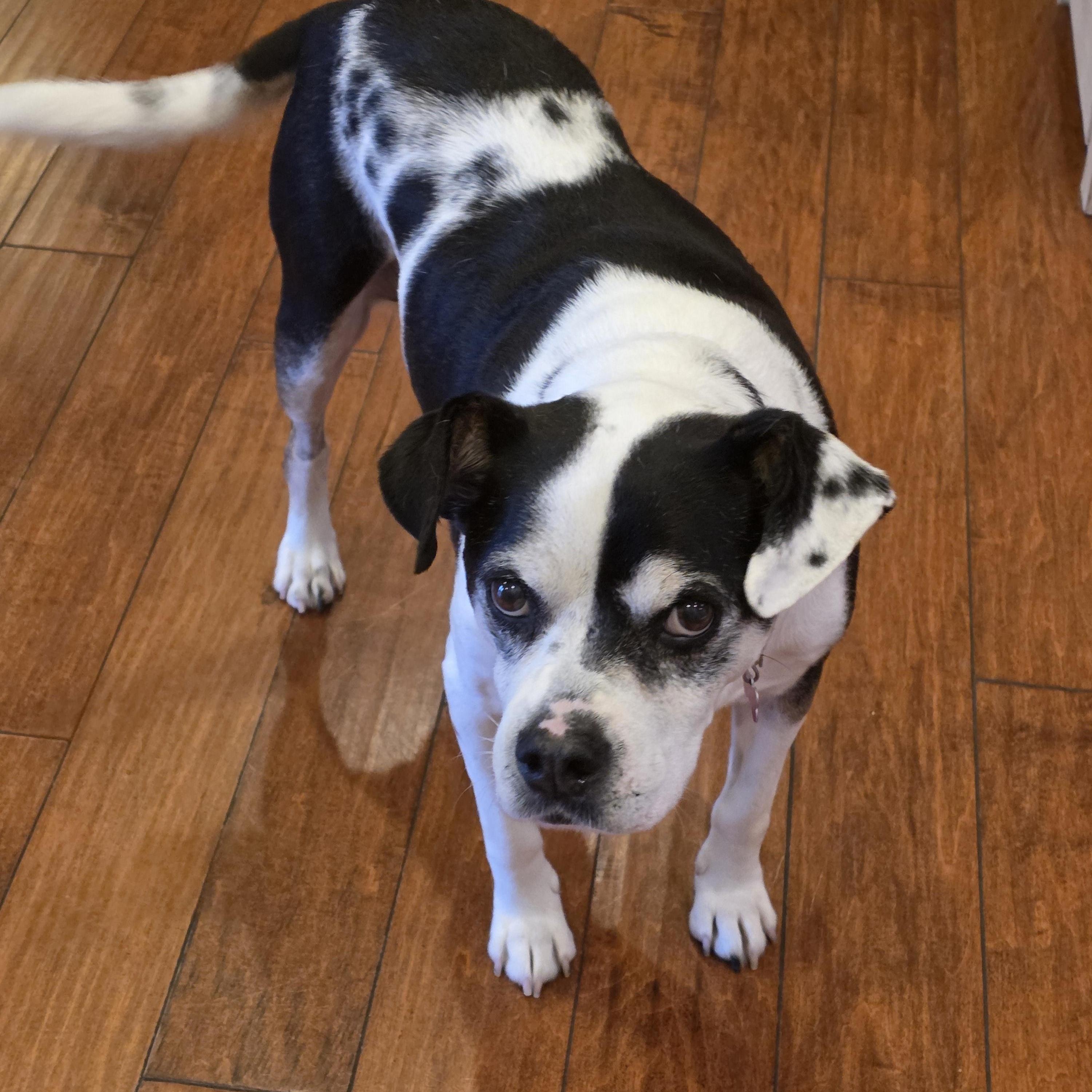 Mabel, a ADOPTABLE mixed breed in Lisbon, IA image 6/6