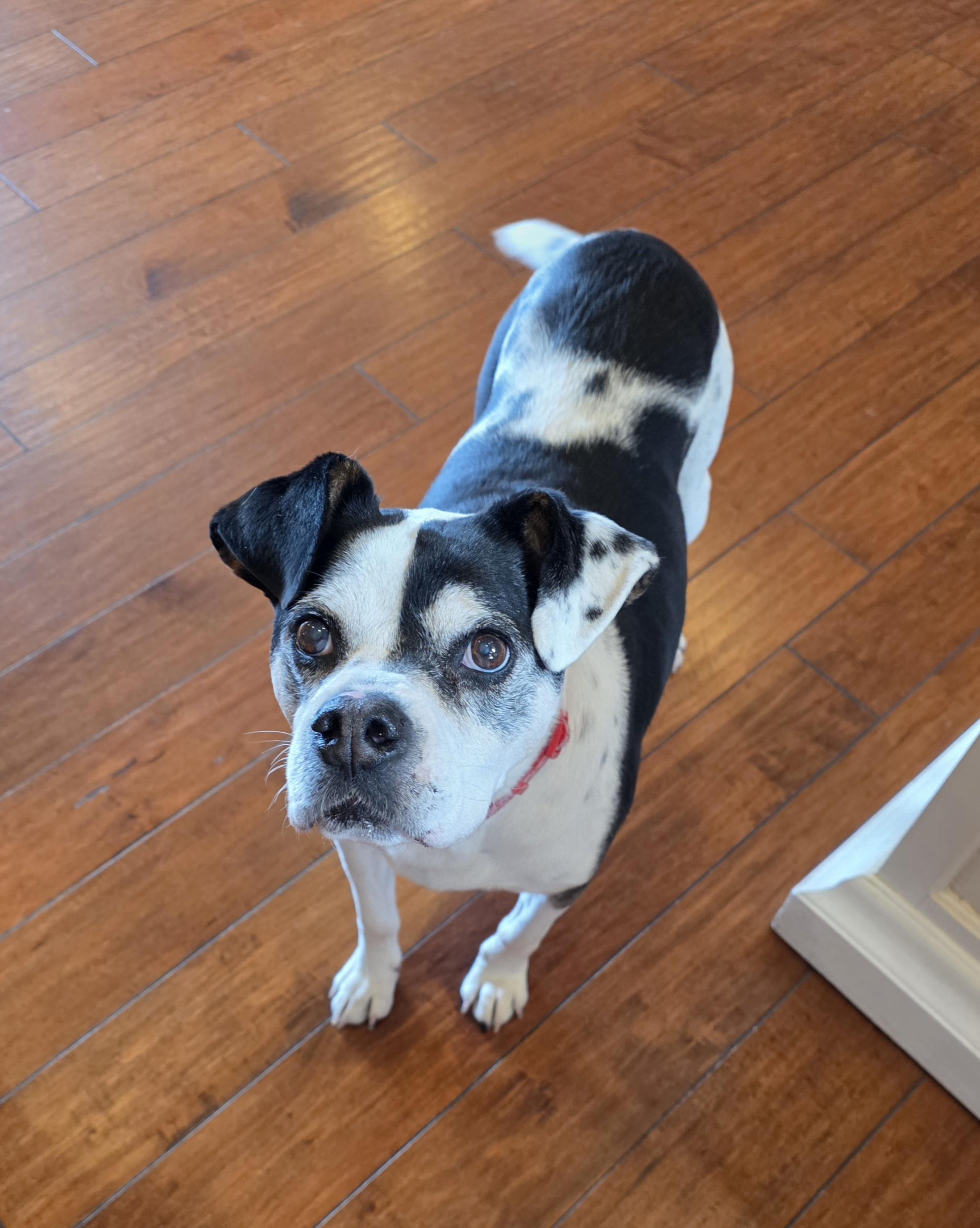 Mabel, a ADOPTABLE mixed breed in Lisbon, IA image 5/6