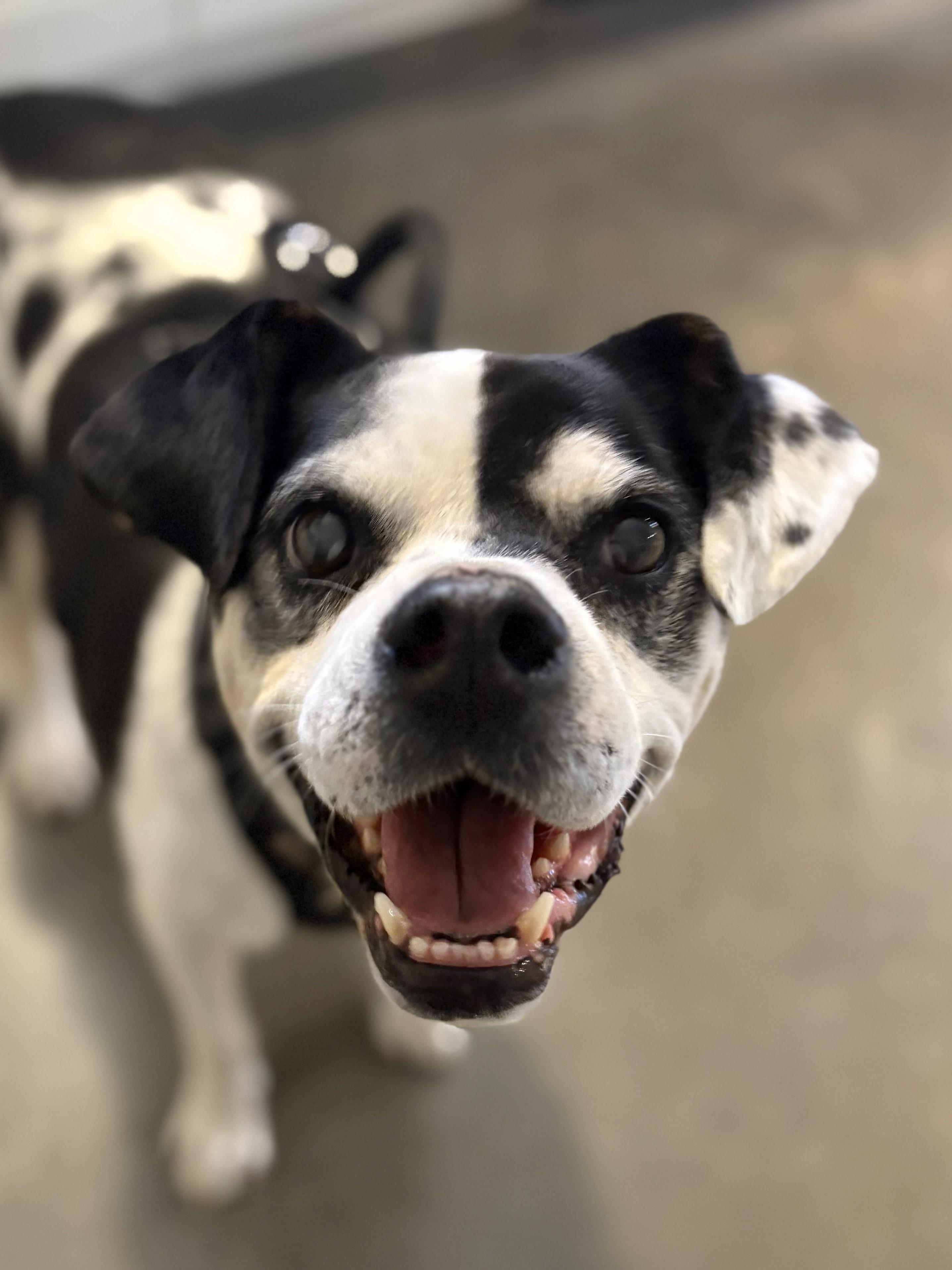 Mabel, ADOPTABLE, Senior Female Bulldog.