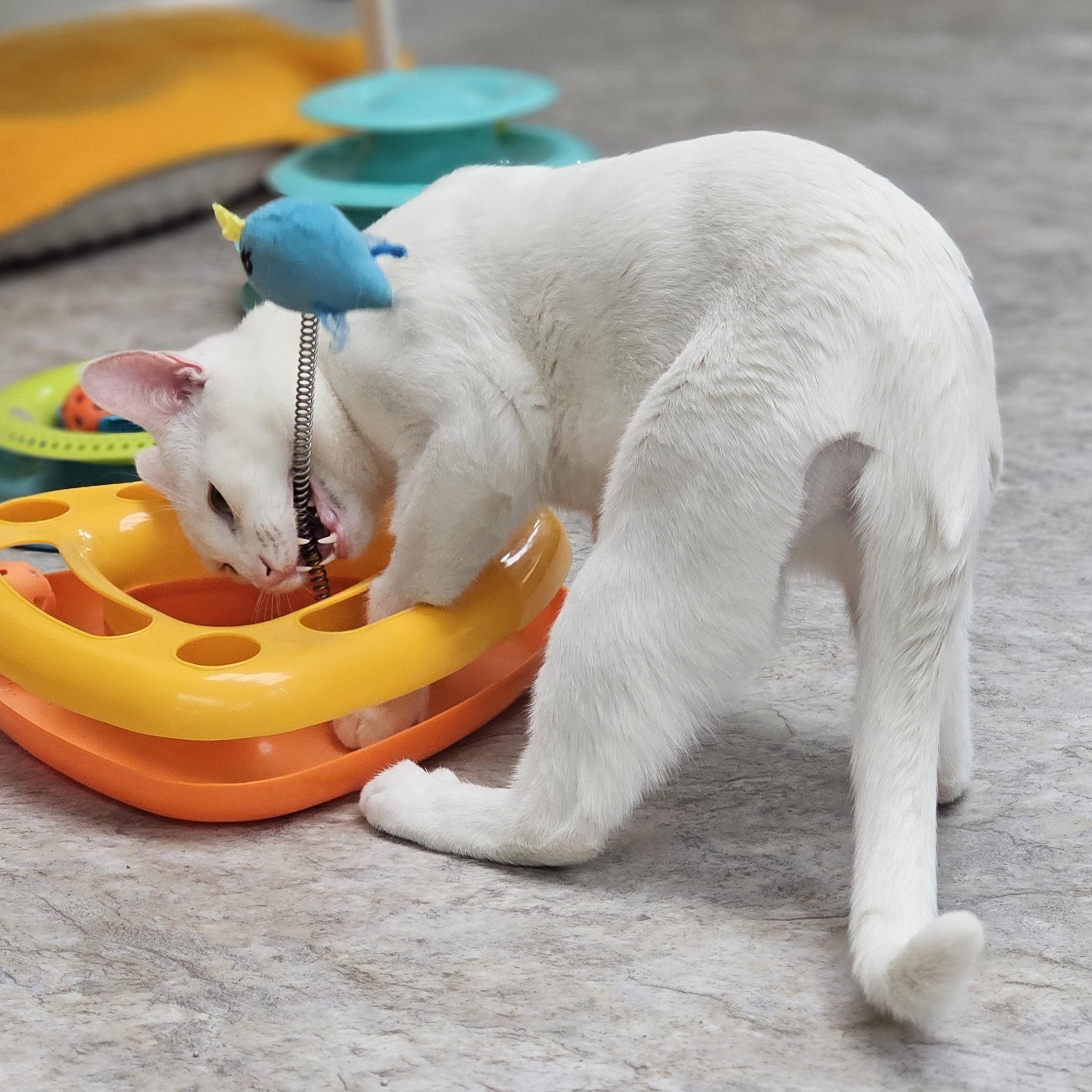 Enlarge Dobby (bonded with Mercedes), a Adoptable Domestic Short Hair in Waynesville, NC image 4/5