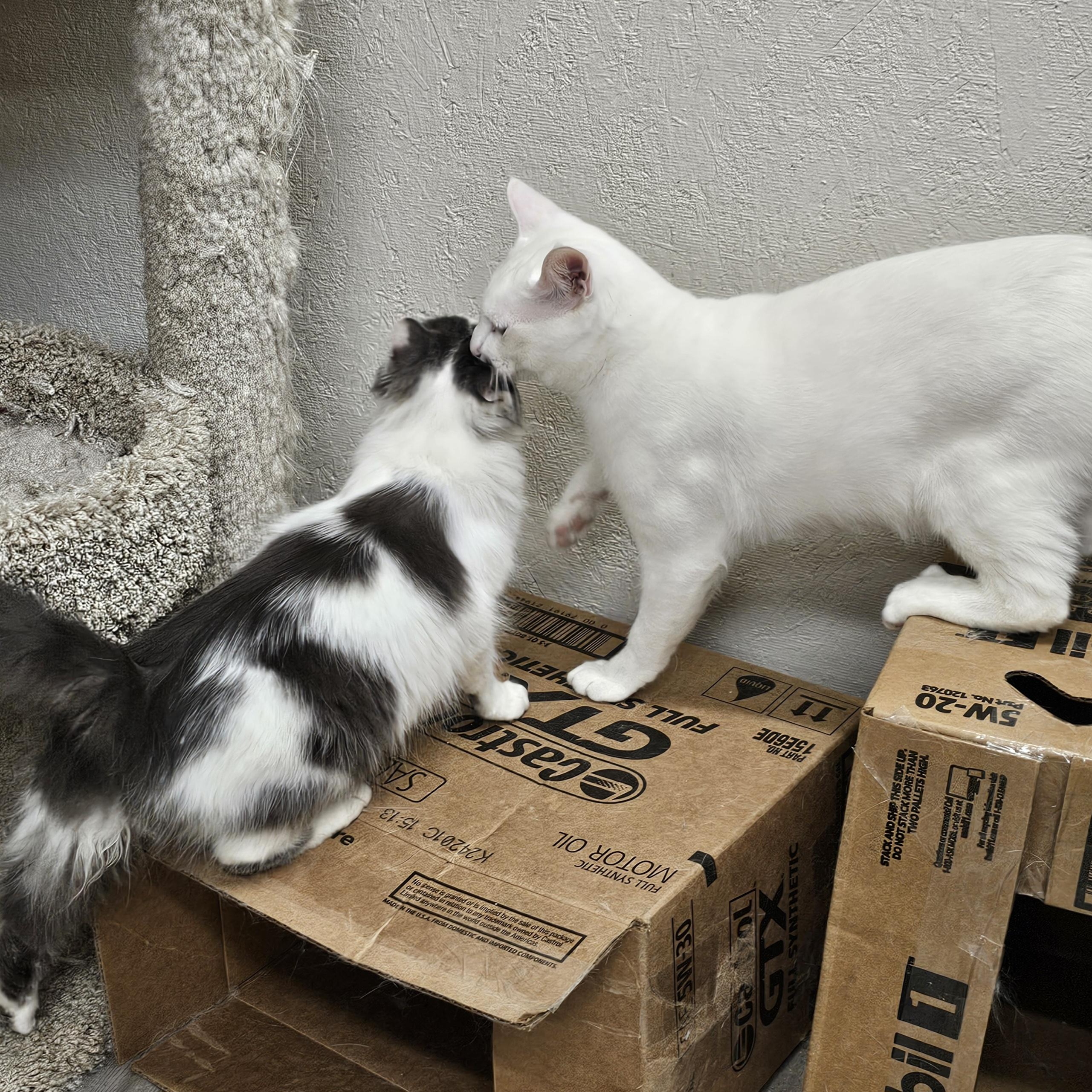 Enlarge Dobby (bonded with Mercedes), a Adoptable Domestic Short Hair in Waynesville, NC image 5/5