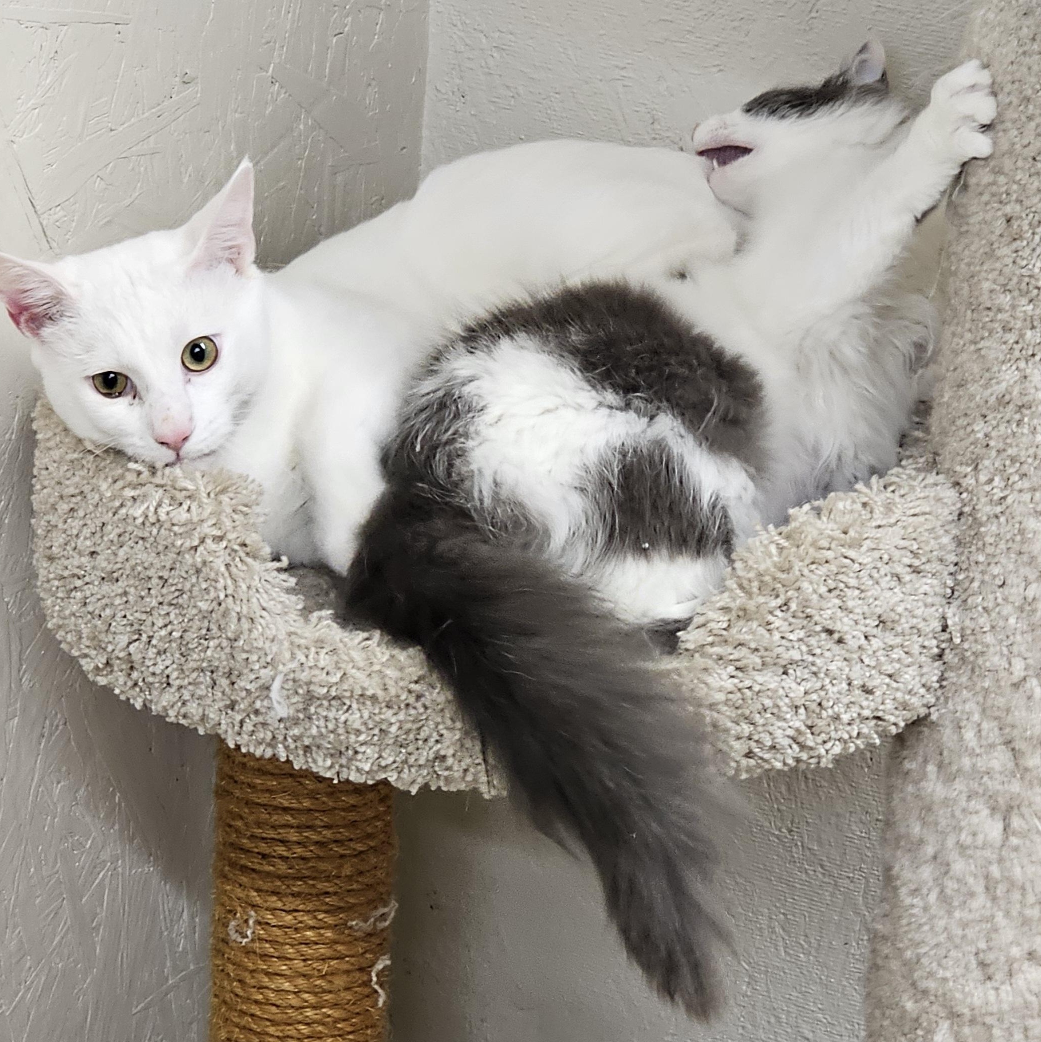 Enlarge Dobby (bonded with Mercedes), a Adoptable Domestic Short Hair in Waynesville, NC image 2/5