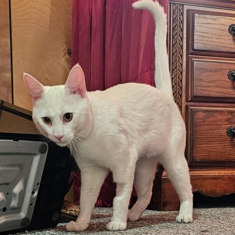 Enlarge Dobby (bonded with Mercedes), a Adoptable Domestic Short Hair in Waynesville, NC image 3/5