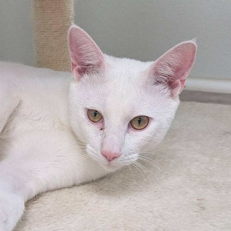 Enlarge Dobby (bonded with Mercedes), a Adoptable Domestic Short Hair in Waynesville, NC image 1/5