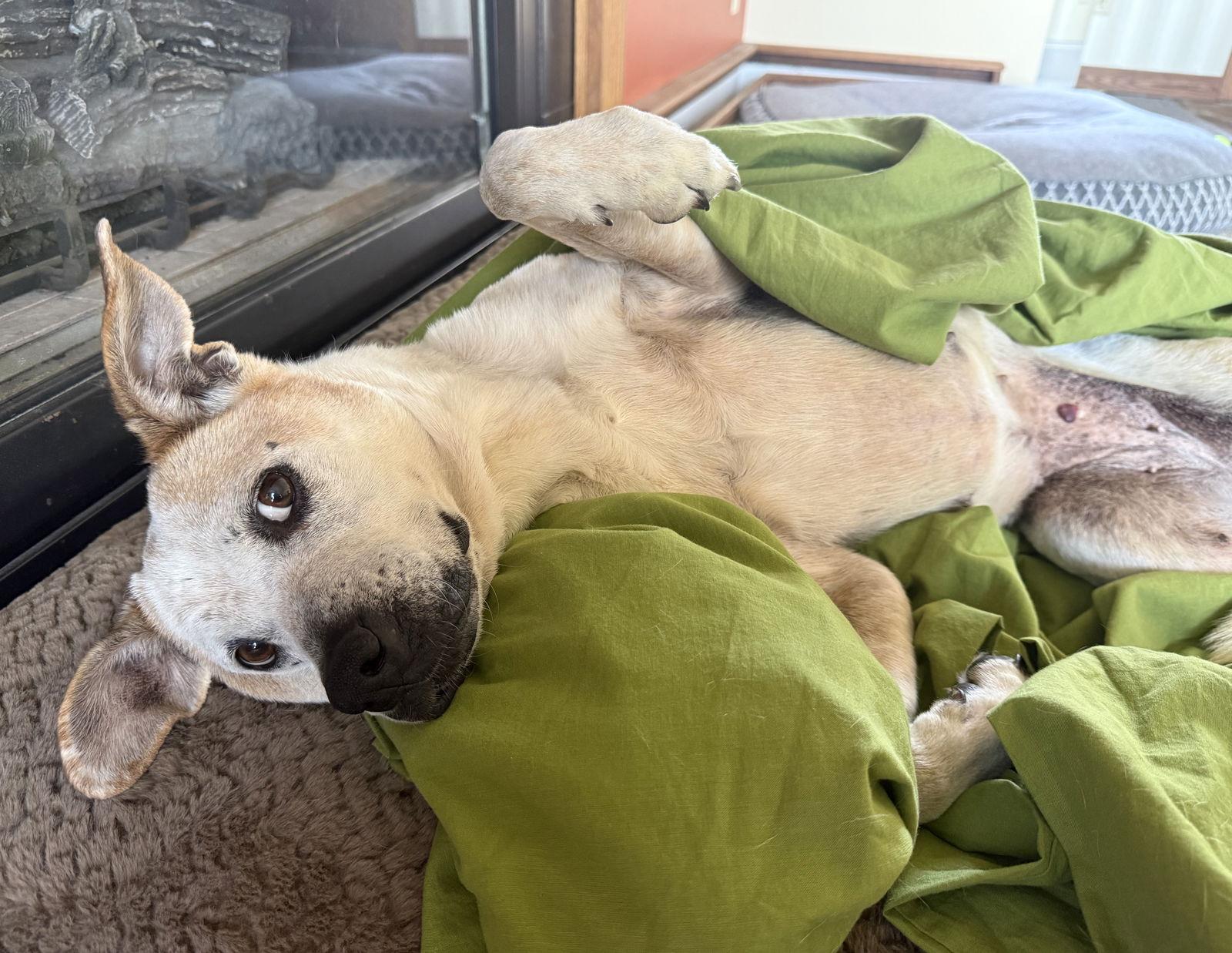Betty, Adoptable, Adult Female Boxer.