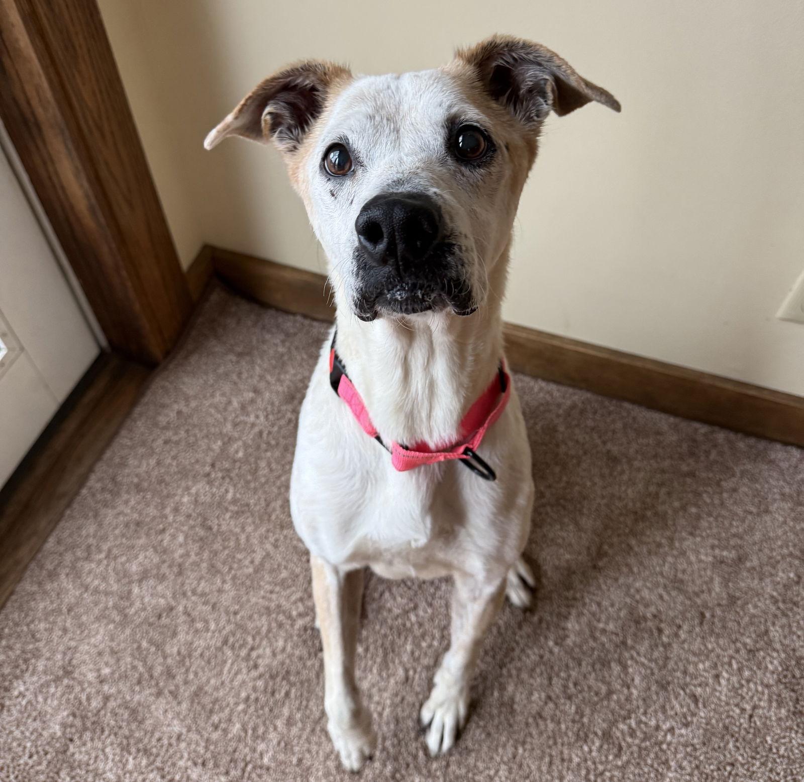 Enlarge Betty, a Adoptable Boxer in Brooklyn Center, MN image 3/3