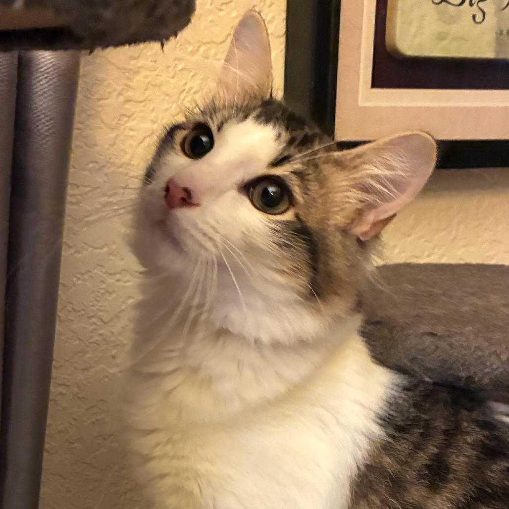 Enlarge Bink, a Adoptable mixed breed in Escondido, CA image 1/6