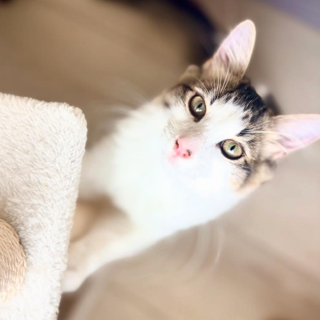 Enlarge Bink, a Adoptable mixed breed in Escondido, CA image 4/6
