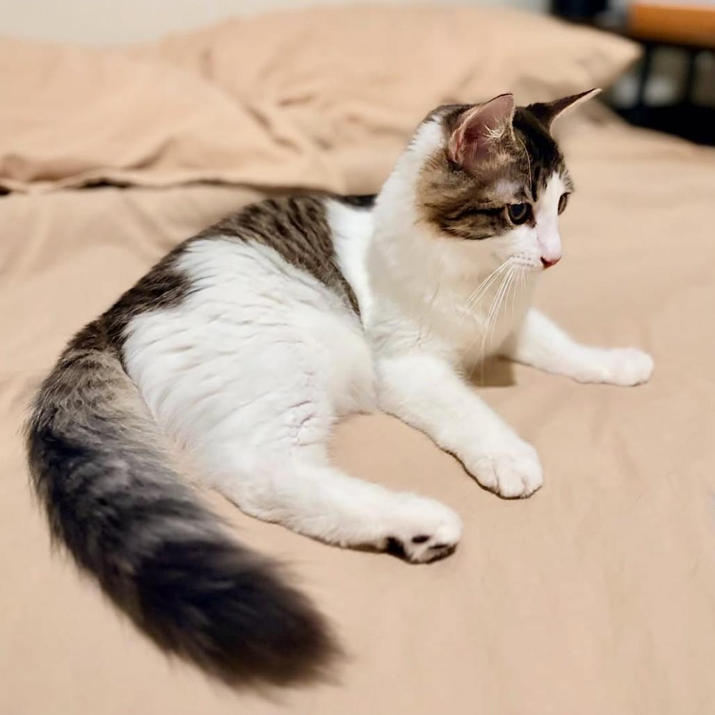 Enlarge Bink, a Adoptable mixed breed in Escondido, CA image 6/6